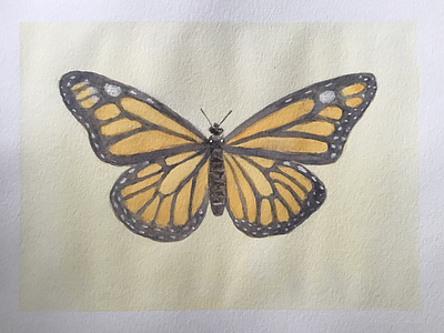 Monarch butterfly watercolor