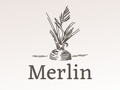 Merlin's logo 🌱 brand identity branding carrot design engraving identity illustration le wagon logo typography vector