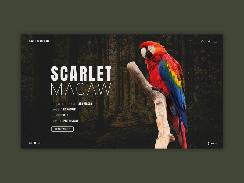 Parrot landing page concept web design graphic design graphic ux layout photoshop website web animals ui