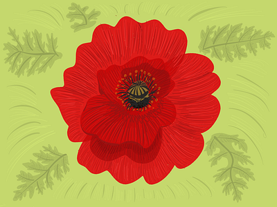 Poppy color floral flower flowers illustration nature poppies poppy