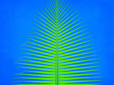 Imperfect Symmetrical Coconut Tree coconut tree composition design illustration illustrations nature symmetrical symmetry trees vector