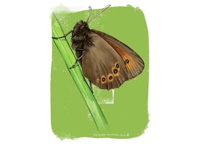Butterfly batch - Erebia orientalis