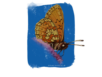 Butterfly batch - Boloria eunomia animal illustration butterfly illustration ipadproart nature illustration procreate science illustration