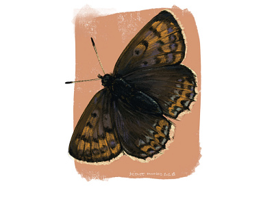 Butterfly batch - Lycaena helle