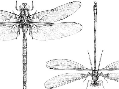 DRAGONFLIES- ANISOPTERA VS ZYGOPTERA animals blacknwhite dragonfly illustrator nature illustration odonata photoshop science science illustration wacom