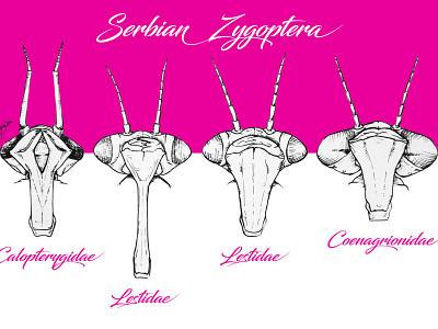 Dragonfly heads