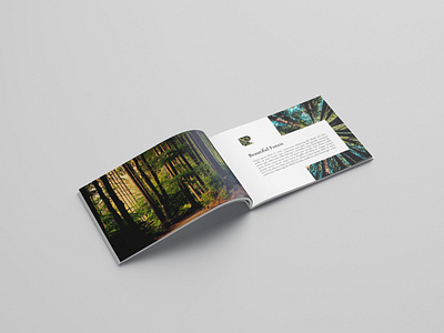 Brochure book cover branding brochure brochure design design editorial design flyer design graphic design indesign product design