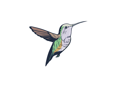 (For Sale) Hummingbird Logo