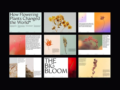 The Big Bloom Presentation deck flowers layout minimal minimalist modern photography pitch deck presentation presentation design presentation template slides typography web design whitespace