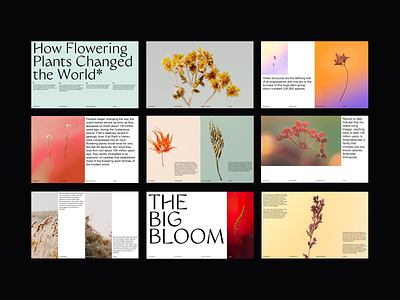 The Big Bloom Presentation