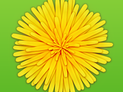 Flower: Dandelion dandelion flower fun green practice springiscoming vibrant yellow