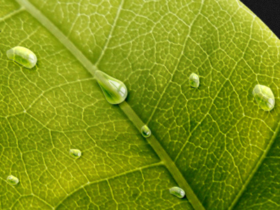 Leaf Waterdrops