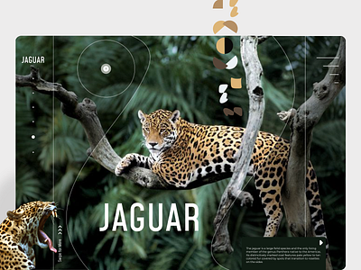 Animal Website UI - Part 3 (Jaguar) animal website best website design clean design home page jaguar website landing page minimal ui uidesign uiux ux wildlife wildlife website