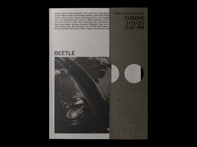 Beetle