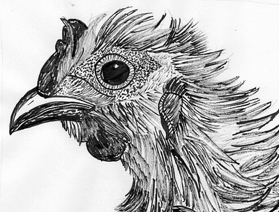 Funky Chicken black black and white blackandwhite chicken funky funky chicken illustration ink inking line rooster stick stickpen