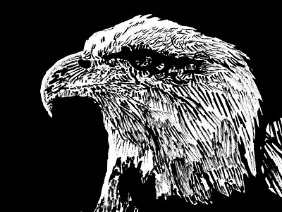 Noble Freedom Bird bird black black and white blackandwhite eagle illustration ink inking line lines stickpen