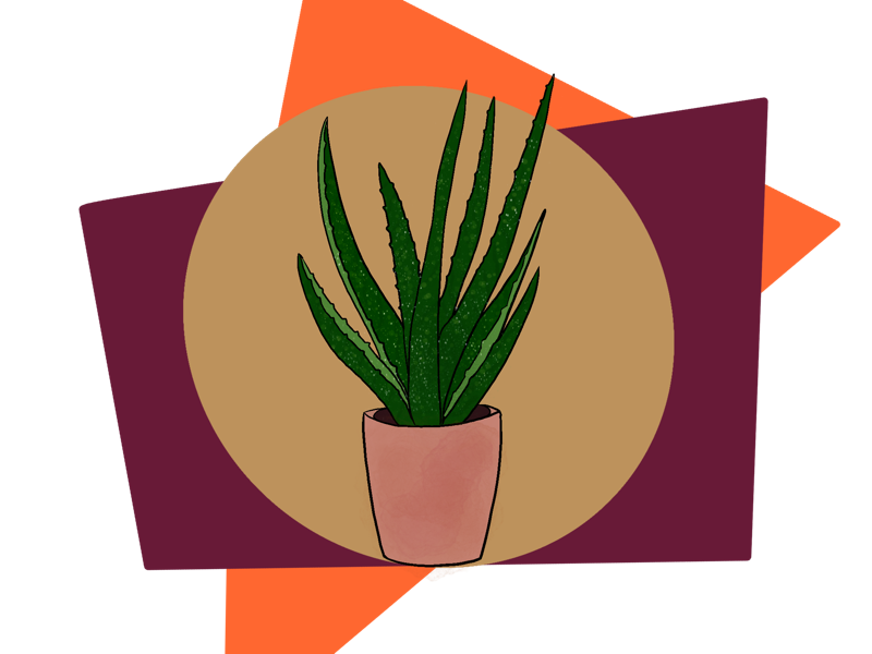 Abstract Aloe aloe botanicals procreate illustrator illustration
