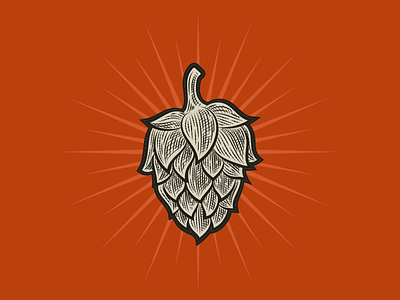 Hop Illustration alcohol beer brewery crosshatch drinking engraved hop illustration