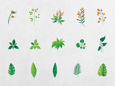 Free Juniper 34 Floral Clipart Elements