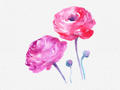 Free Rose Watercolor Painting Clipart