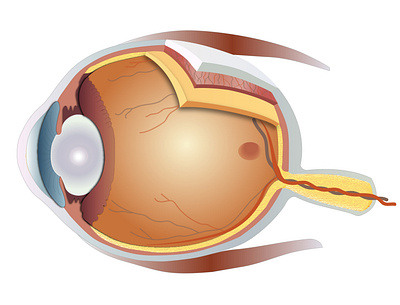 Illustration of an Eye colorful art cornea design eye eyes icon illustration lens retina ui ux vector