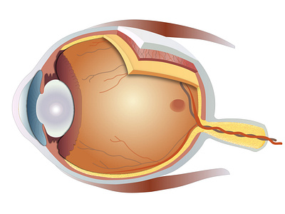 Illustration of an Eye