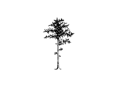 Long Leaf Pine carolina long leaf pine nc north carolina pine tattoo
