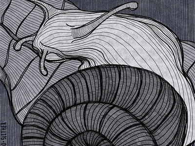 Slither / Inktober 21 artwork digital illustration graphicsi illustration art illustrator inktober snail