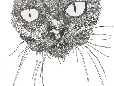Marvelous Marv animal art animalillustration cat catart catdrawing catillustration design illustration