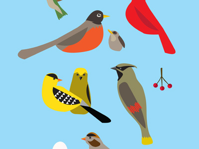 birds illustration