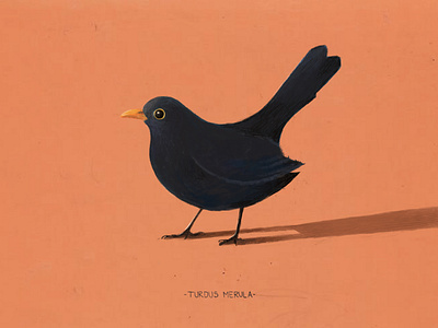 BIRDCEMBER (drawin one bird a day in December) bird bird illustration cute