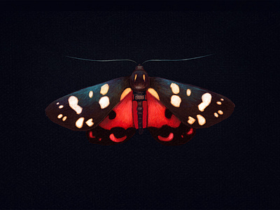 scarlet tiger moth moth