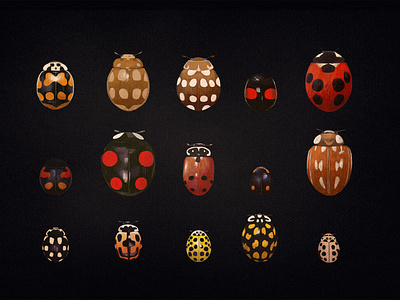 Ladybugs (Coccinellidae)