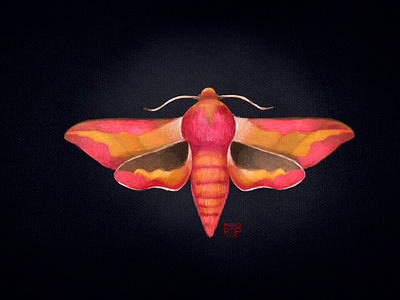 Small Elephant Hawk Moth