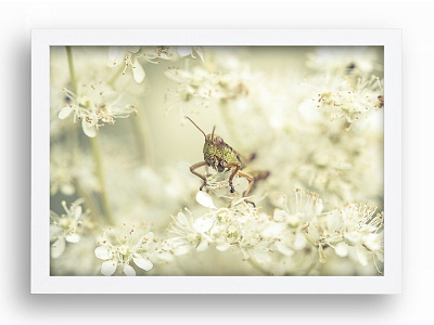 Grasshopper cricket flowers grasshopper insect macro natur photography