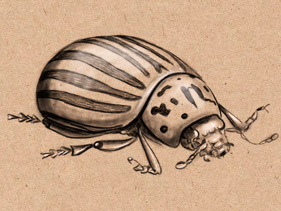 Bugs bugs digital drawing graphite illustration lindapedersen