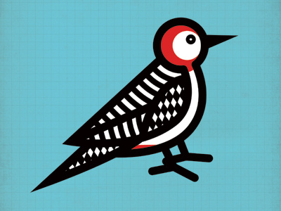 Red Bellied Woodpecker bird illustration woodpecker