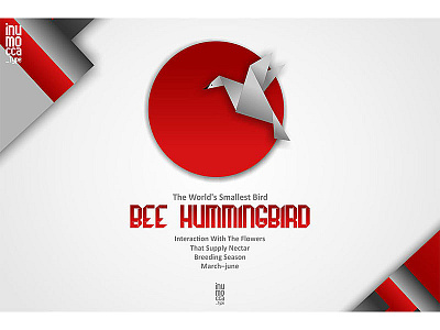 Bee HummingBirds ceuretas classy design hummingbird illustration inumocca origami poster typeface typography vector