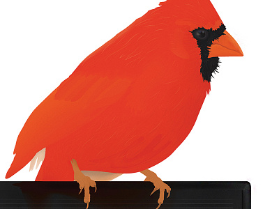 The cardinals in town bird cardinal illustration perch red slab type