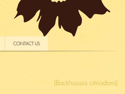 Backhousia citriodora