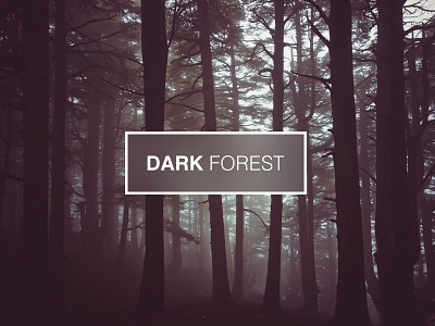 Dark Forest inspiration black dark forest inspiration photography tree