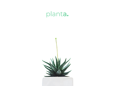 Planta. - Plant Store Website branding design figma logo plant store plants ui ui design uidesign user interface design web website