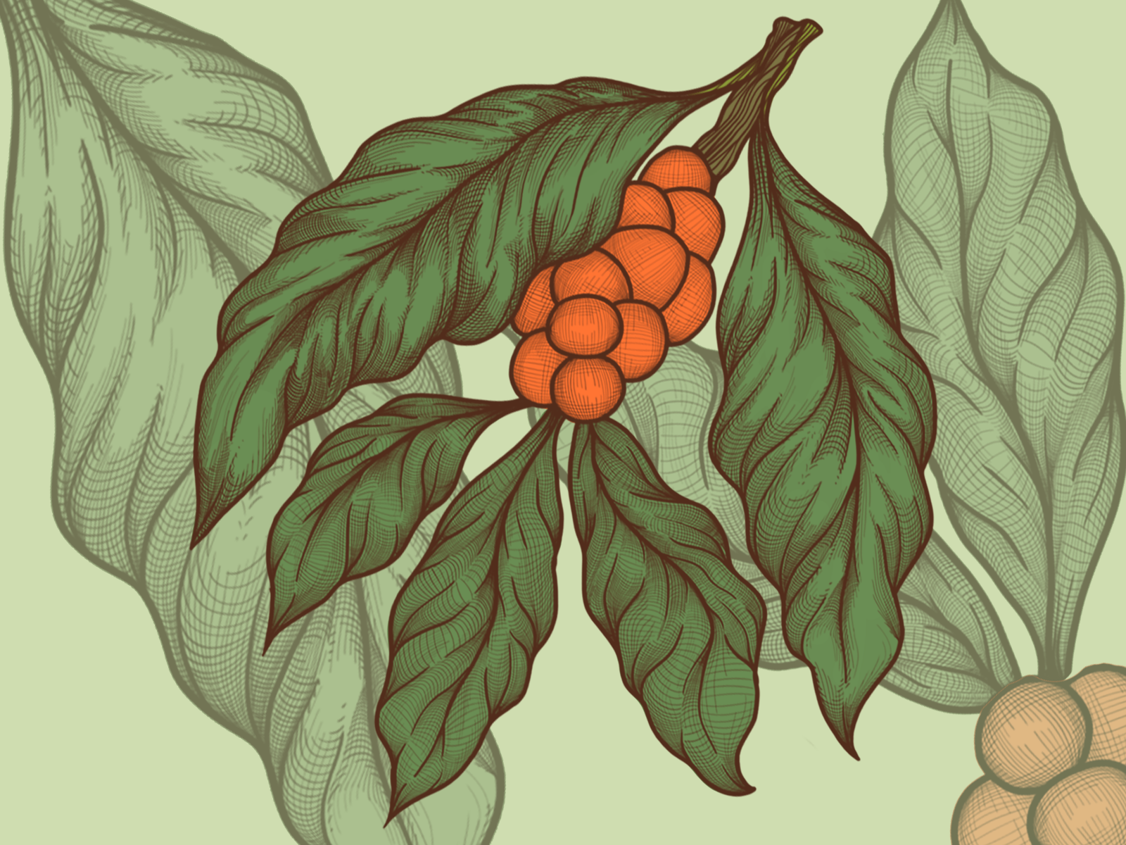 Coffee plant by Restu Ilham on Dribbble