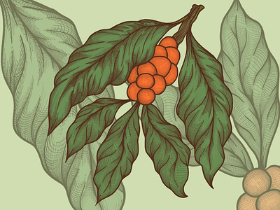 Coffee plant coffee concept design illustration robusta