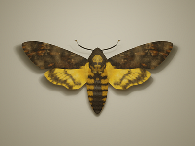 Insect Series - WIP Acherontia Atropos acherontia atropos blender blender3d bug cgi cycles insect moth render silence of the lambs