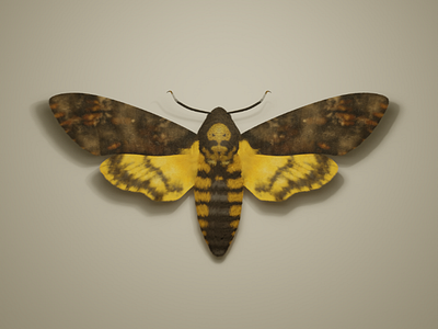 Insect Series - WIP Acherontia Atropos