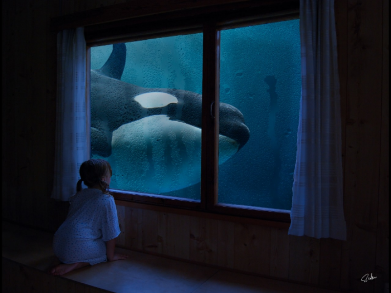 Underwater sea windowview whale photoediting photomanipulation photoshop art graphicdesign
