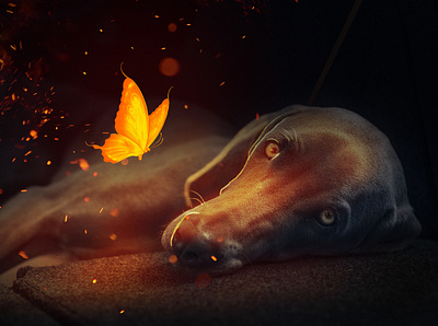 Glowing Butterfly butterfly concept creative design dog graphic design idea illustraion illustration manipulation photo photoshop unique