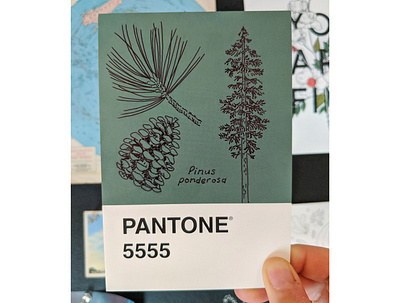 Ponderosa Pine Pantone Postcard art drawing hand drawn illustration ink nature postcard