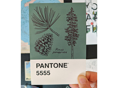 Ponderosa Pine Pantone Postcard